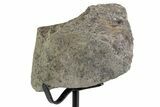 Fossil Sauropod Limb Bone Section with Metal Stand - Colorado #383246-2